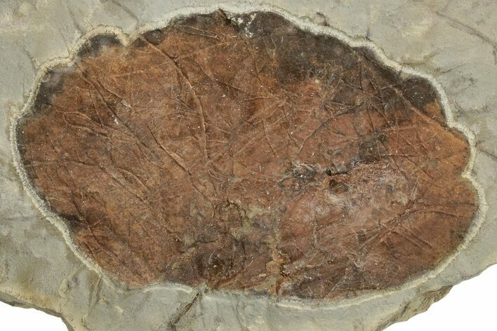 Fossil Leaf (Zizyphoides) - Montana #204011
